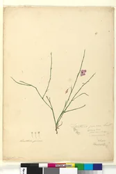 Page 67. Tetratheca juncea